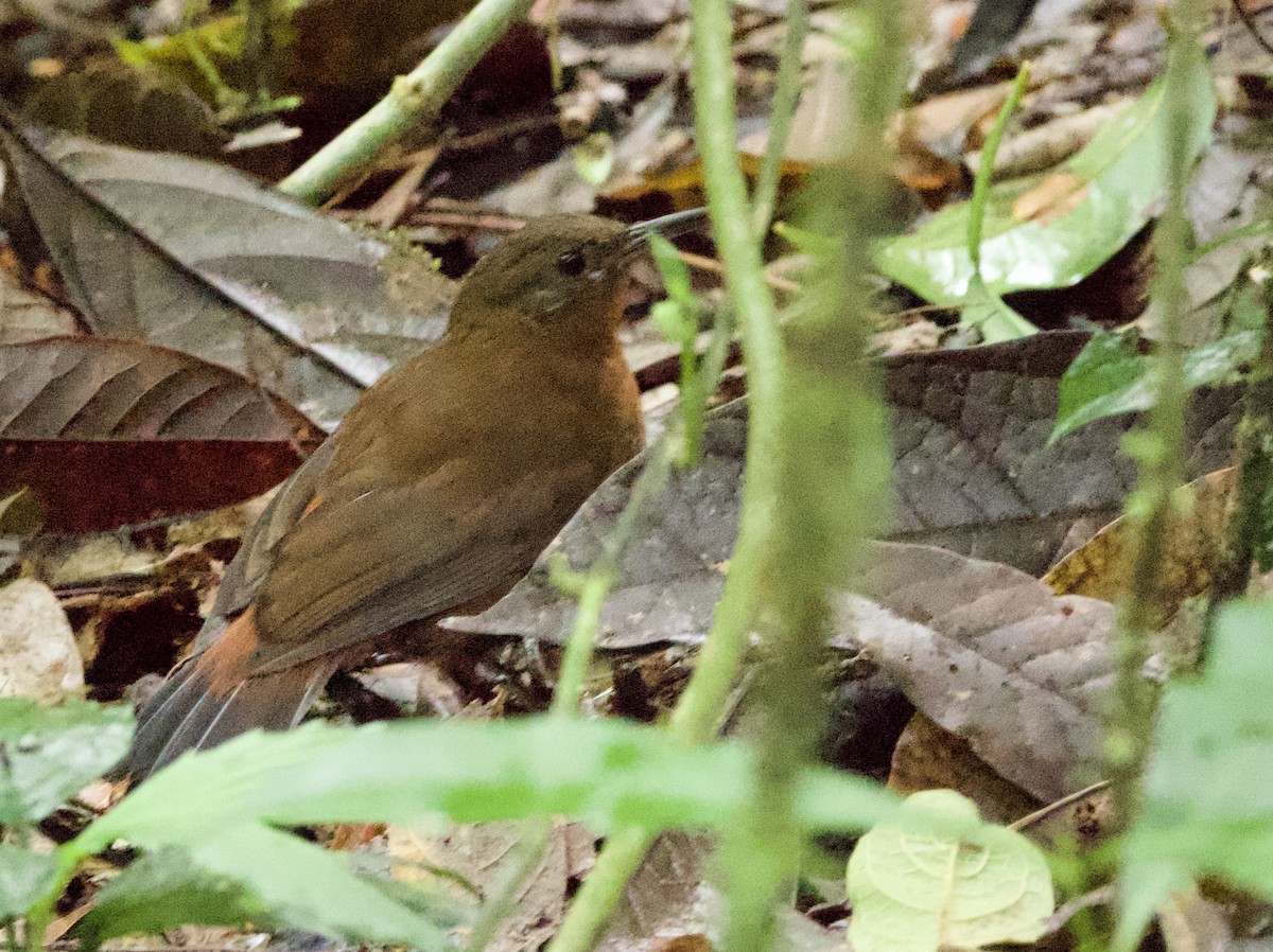 Sclérure à gorge rousse - ML649073049