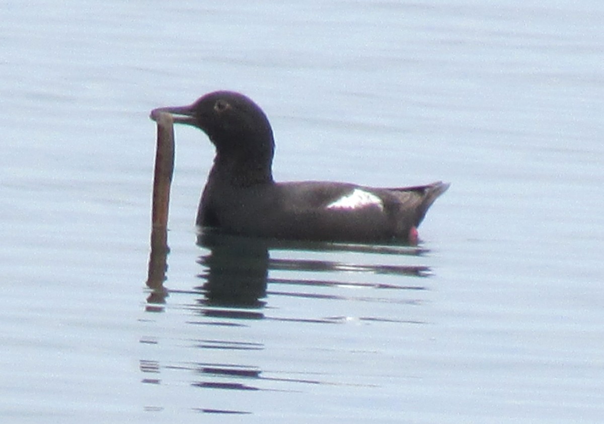 Pigeon Guillemot - Doug Jenness