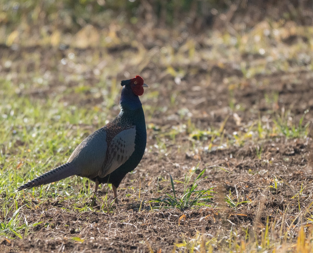 Buntfasan - ML649073377