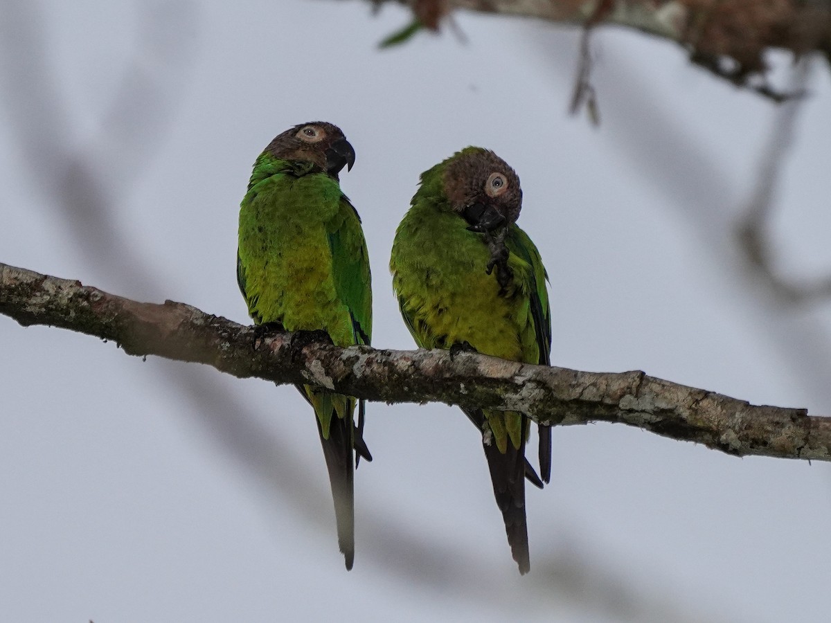 Dusky-headed Parakeet - ML649073798