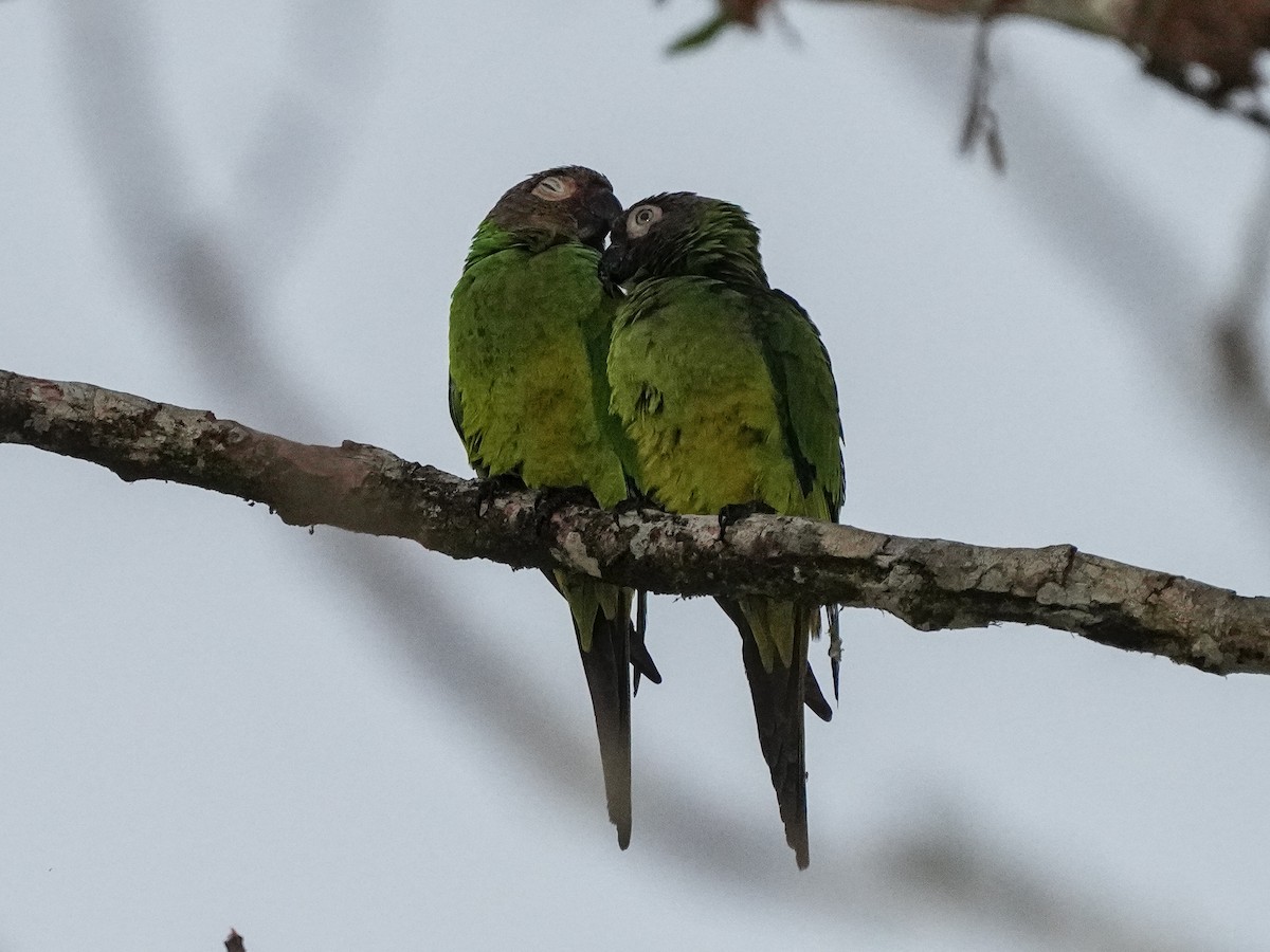 Dusky-headed Parakeet - ML649073799