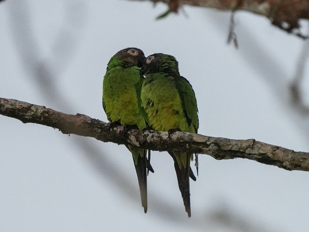 Dusky-headed Parakeet - ML649073839