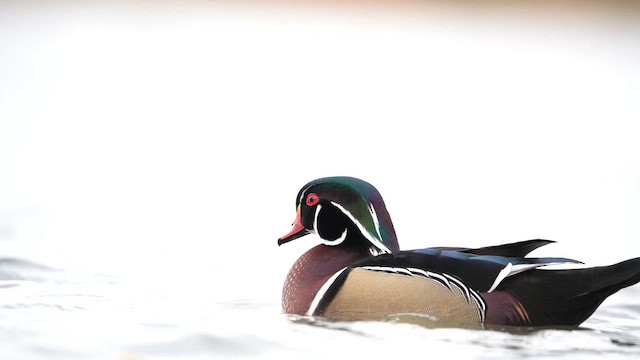 アメリカオシ - ML649073915