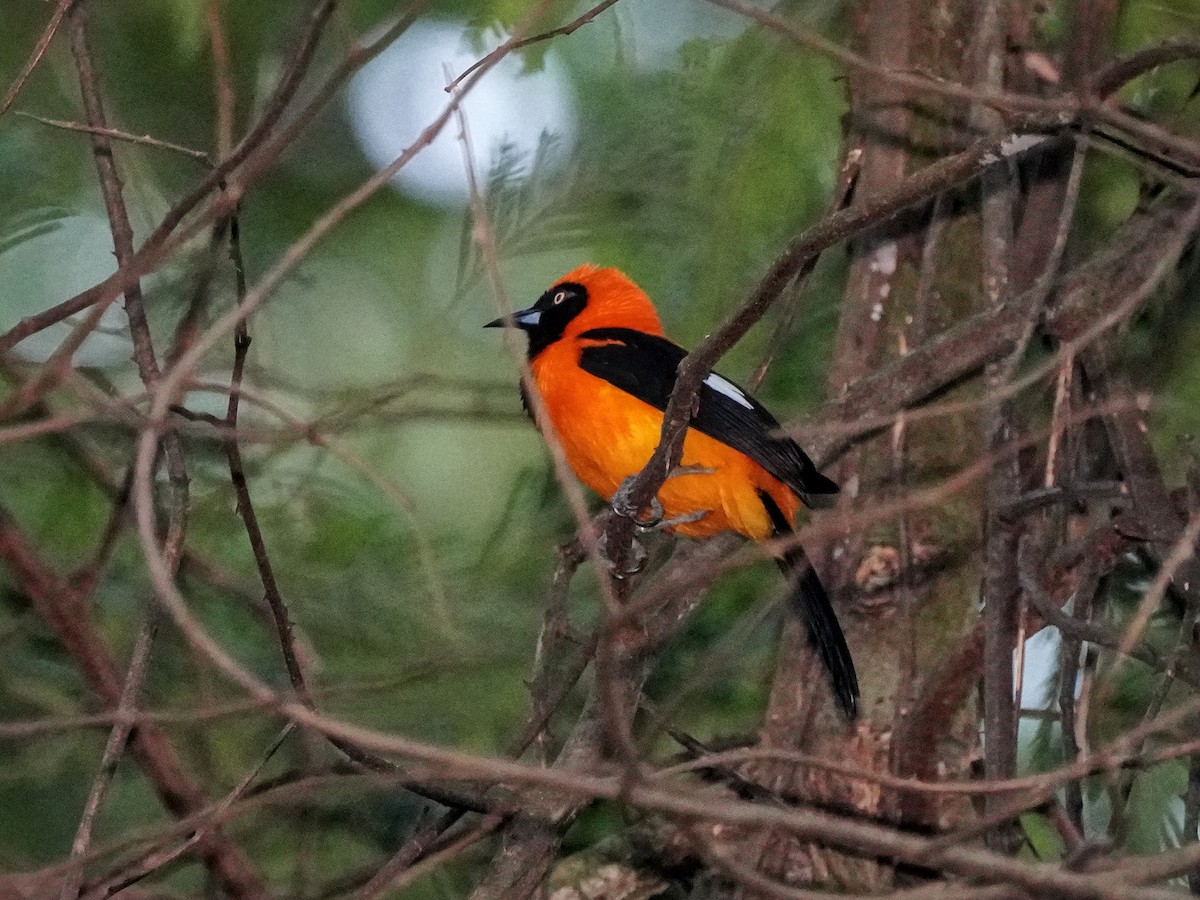 Orange-backed Troupial - ML649073920