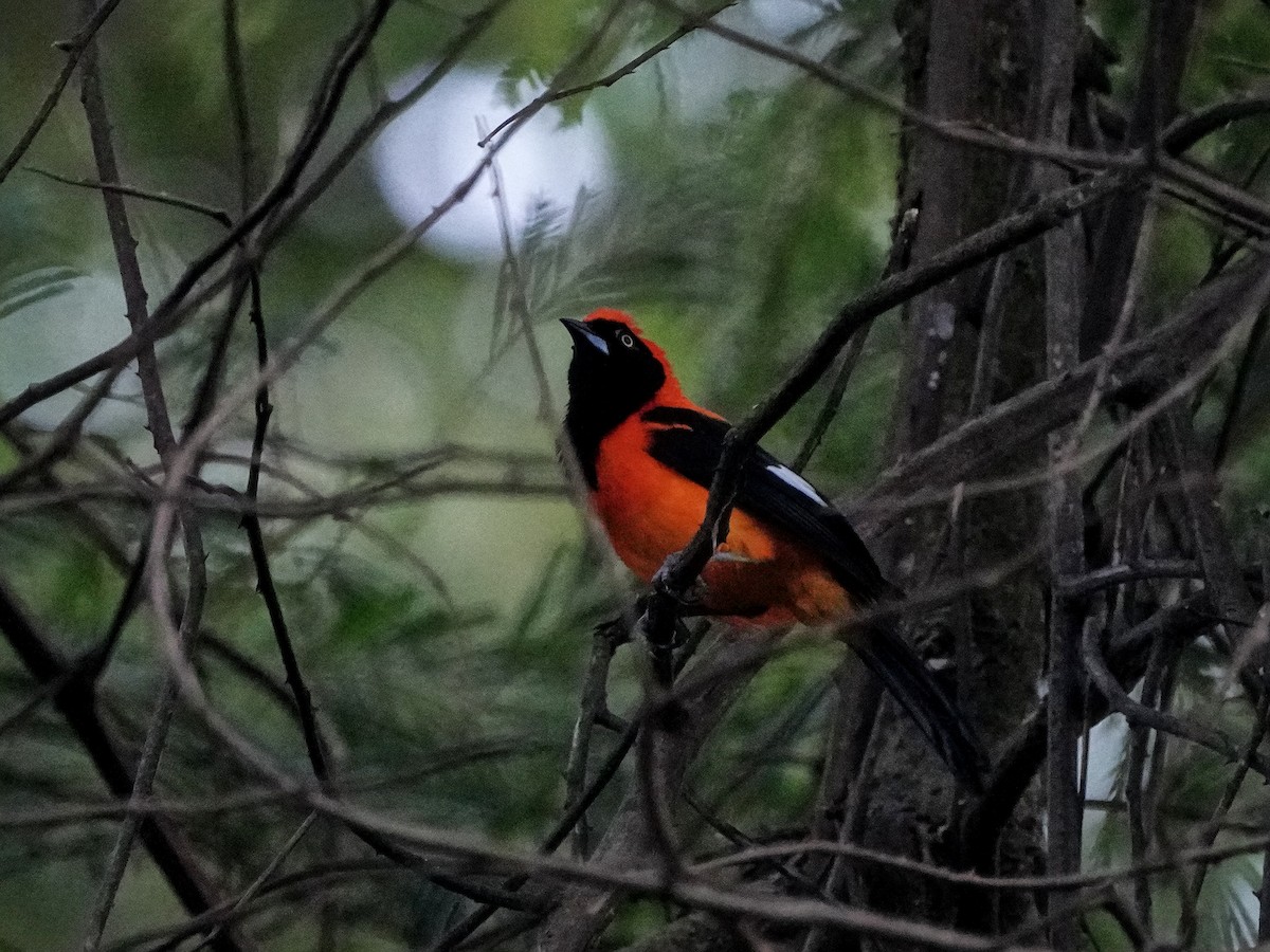 Orange-backed Troupial - ML649073928