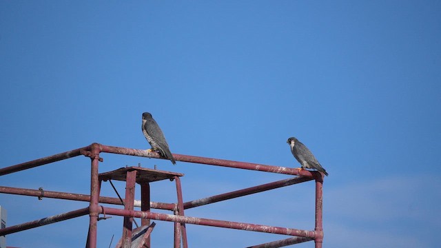 Сапсан - ML649073974