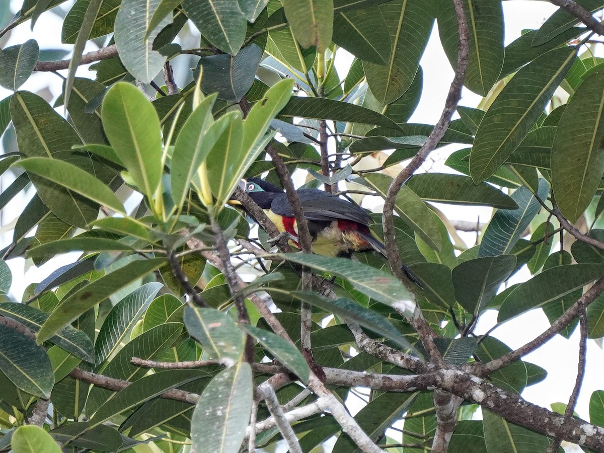 Chestnut-eared Aracari - ML649073980