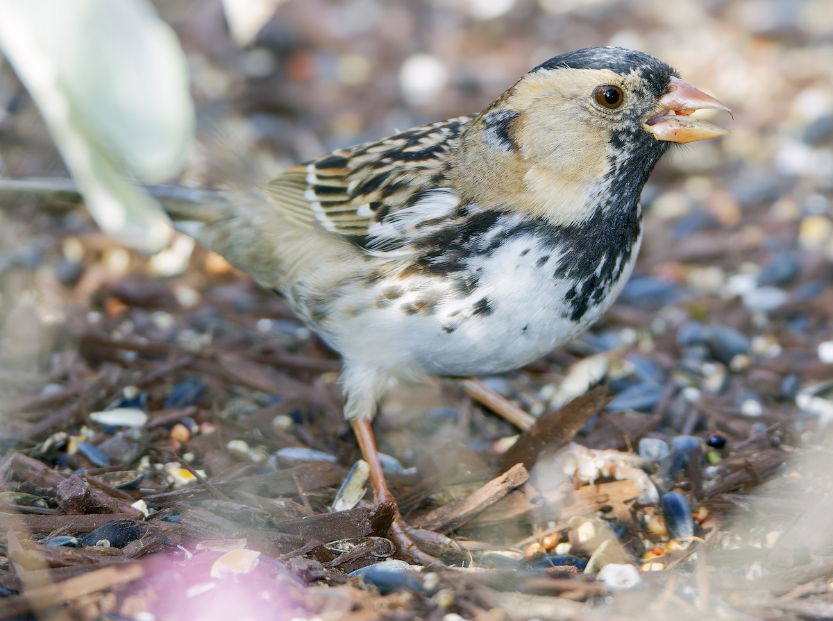 Harris's Sparrow - ML649073990