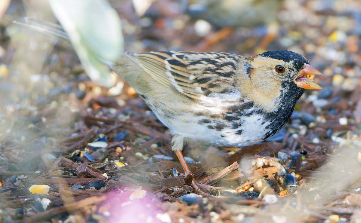 Harris's Sparrow - ML649073991