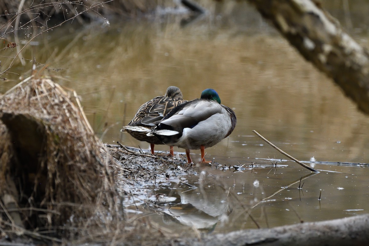 マガモ - ML649073992