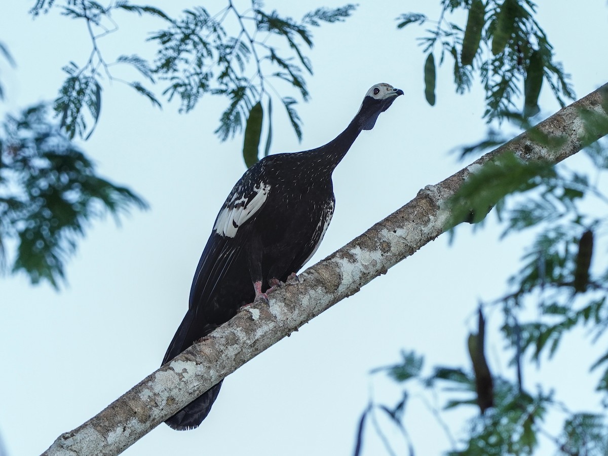 Blue-throated Piping-Guan - ML649073998