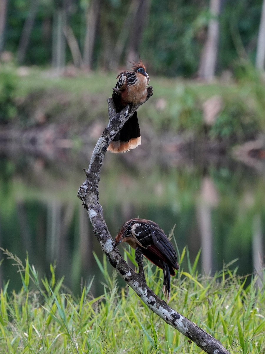 Hoatzin - ML649074025