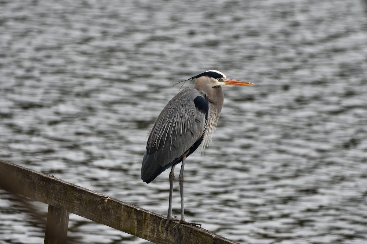 オオアオサギ - ML649074030