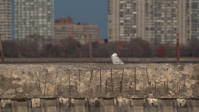 Белая сова - ML649074124