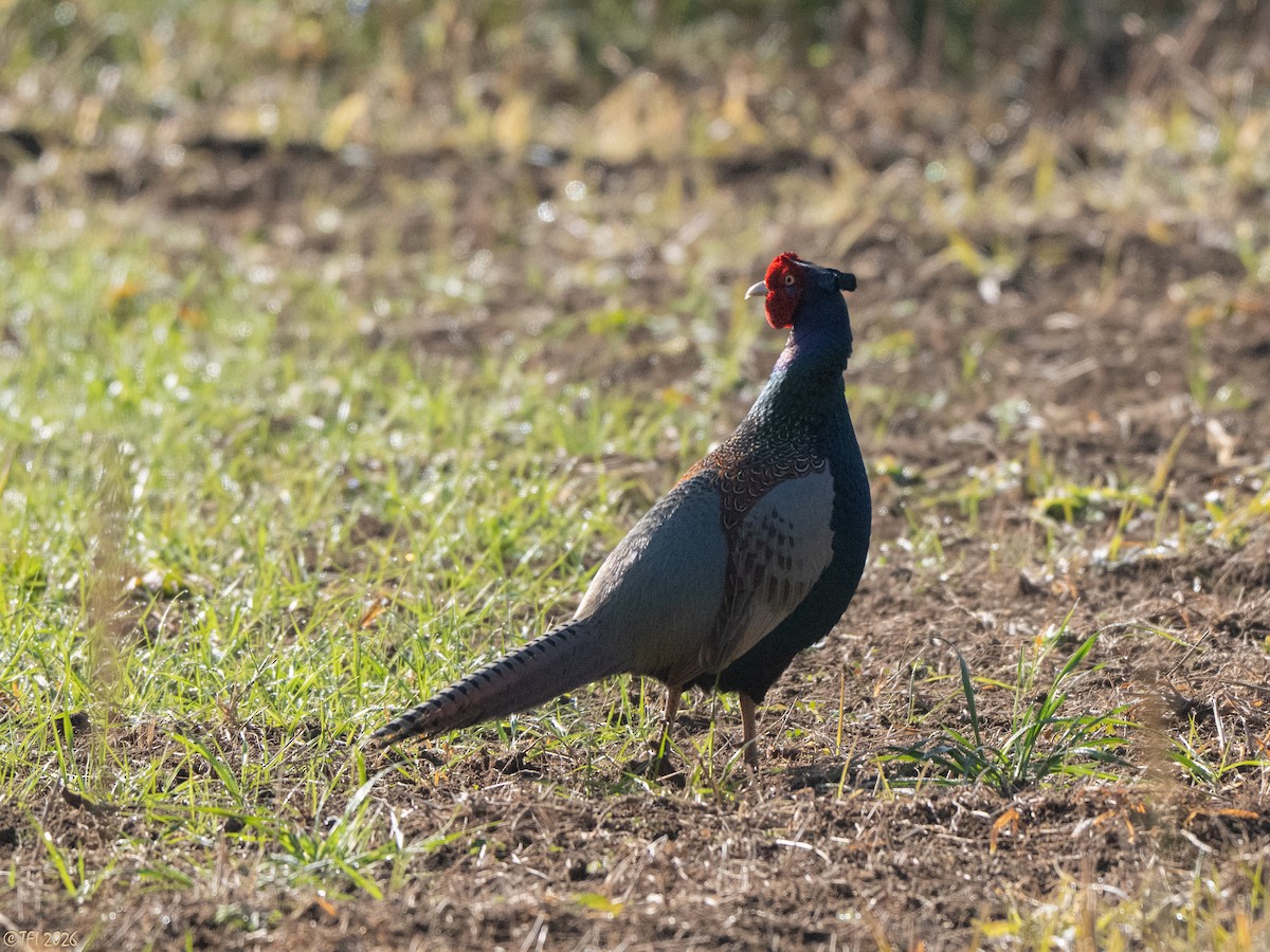 Buntfasan - ML649074538