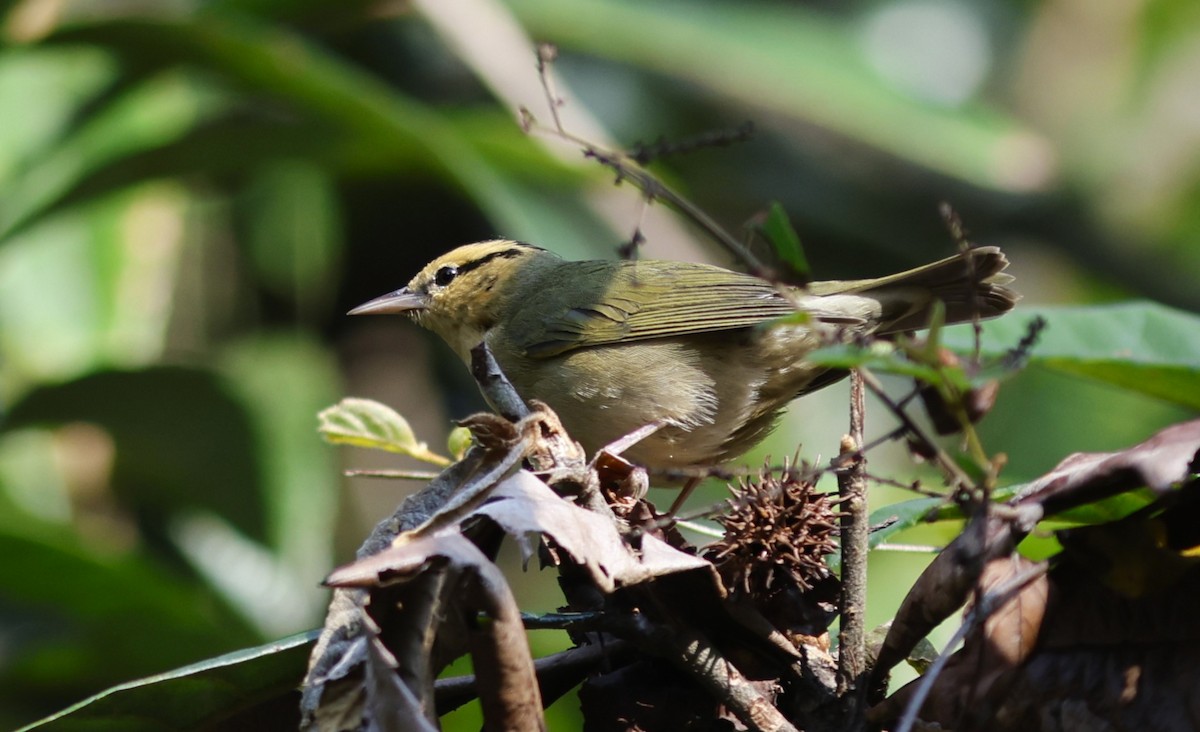 Haldenwaldsänger - ML649074561
