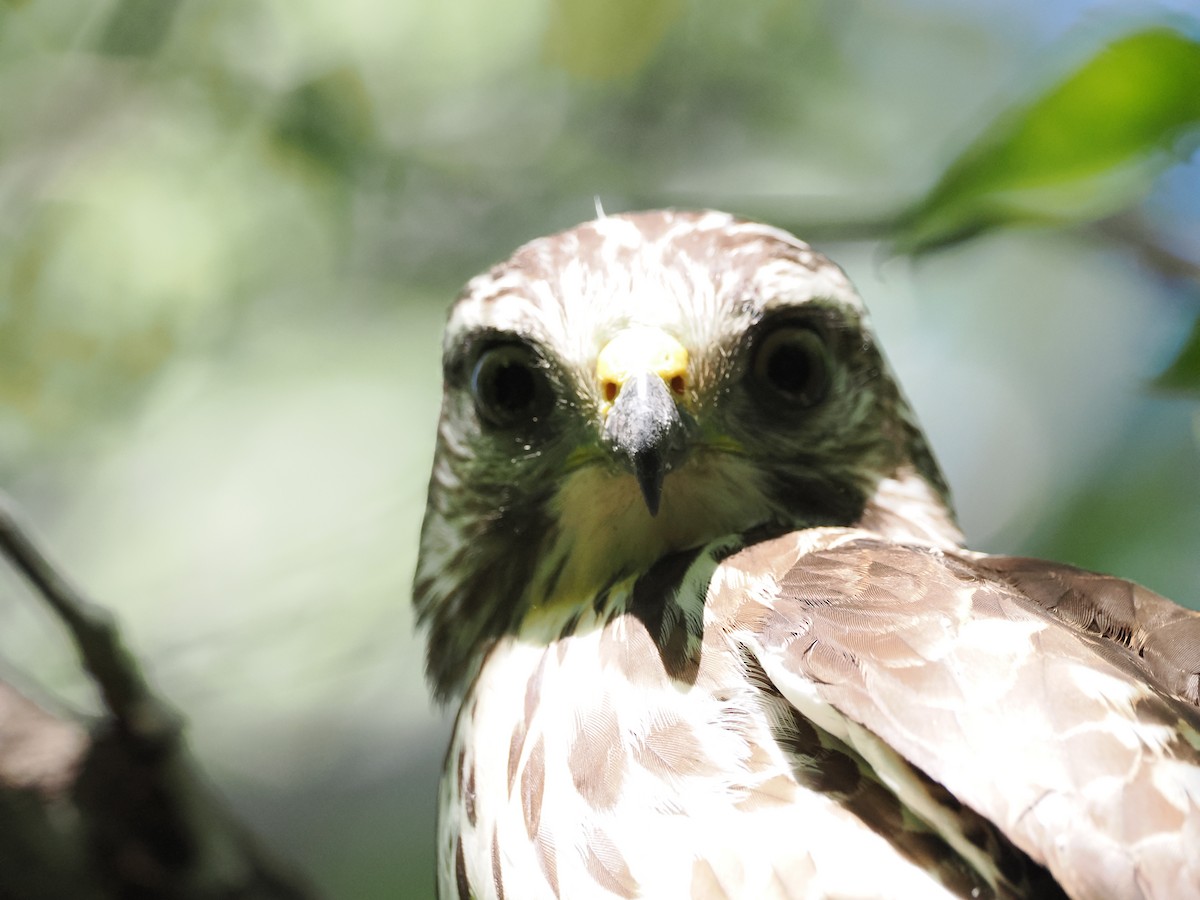 káně širokokřídlá - ML649074616