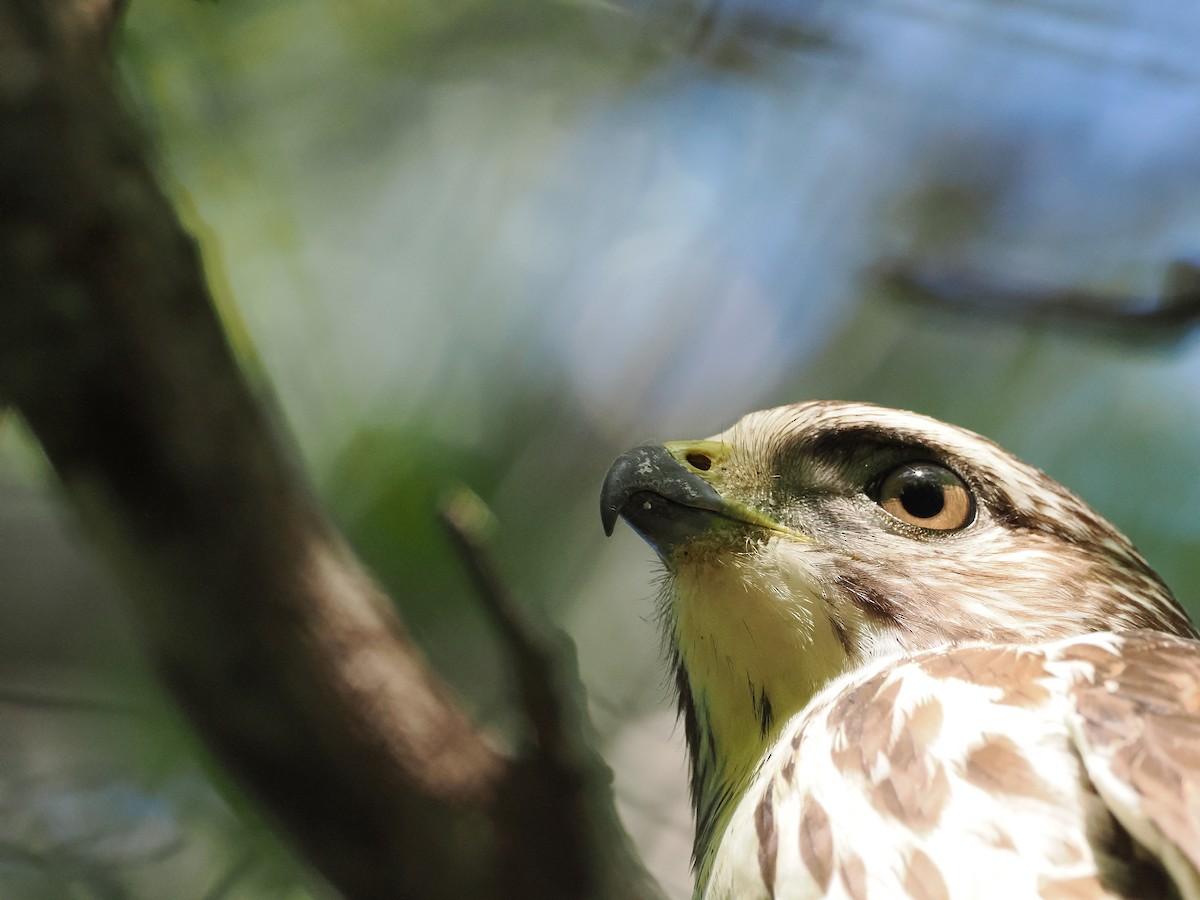 káně širokokřídlá - ML649074619