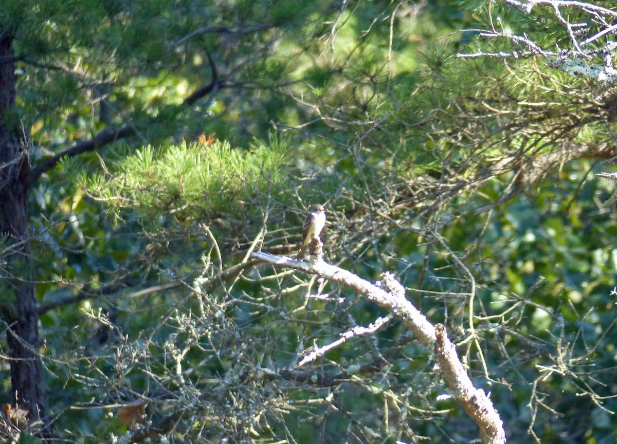 Eastern Wood-Pewee - Larry Zirlin