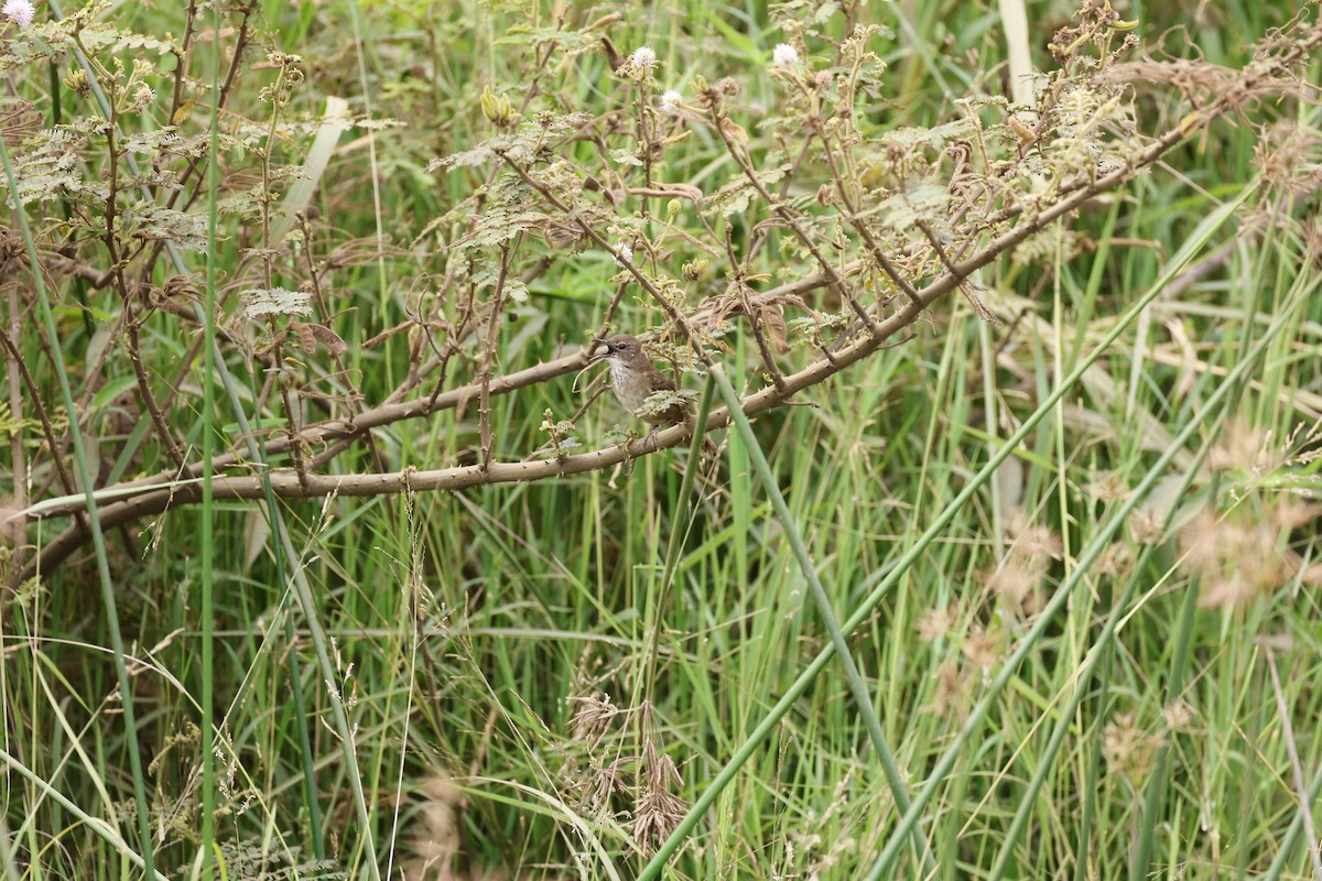 Highland Rush Warbler - ML649075336