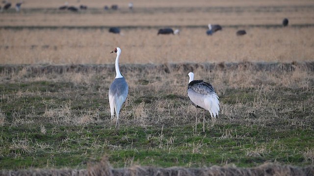 White-naped Crane - ML649075375
