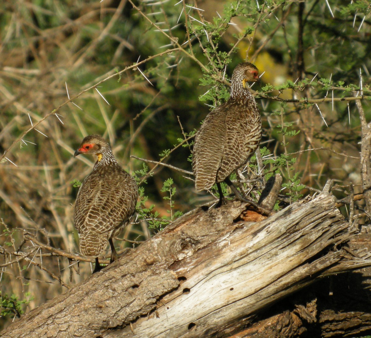 Francolin à cou jaune - ML649075388