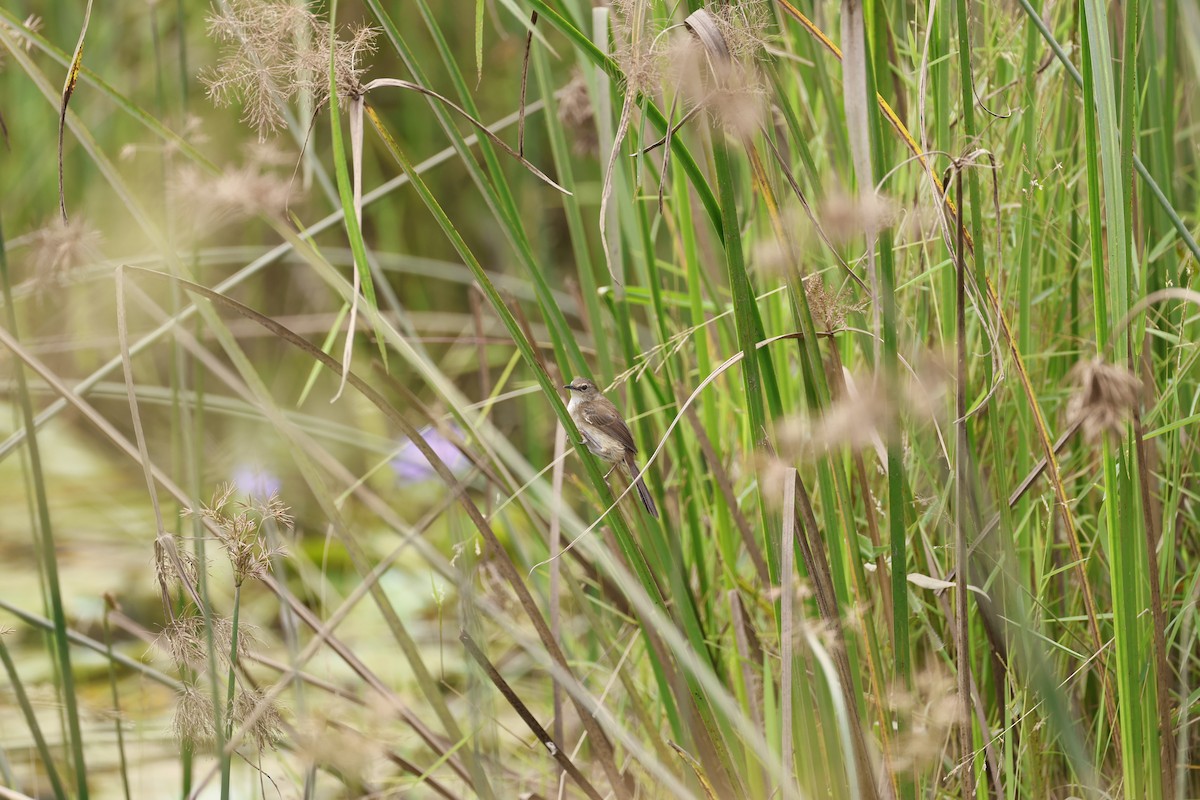 Highland Rush Warbler - ML649075483
