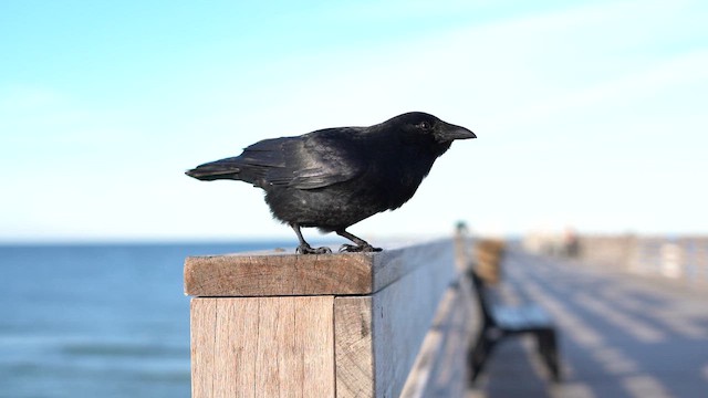 Fish Crow - ML649075540