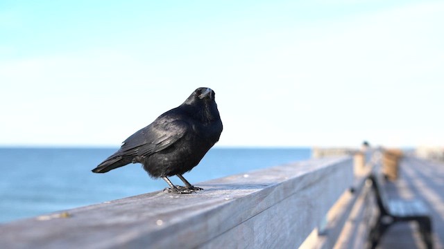 Fish Crow - ML649075541