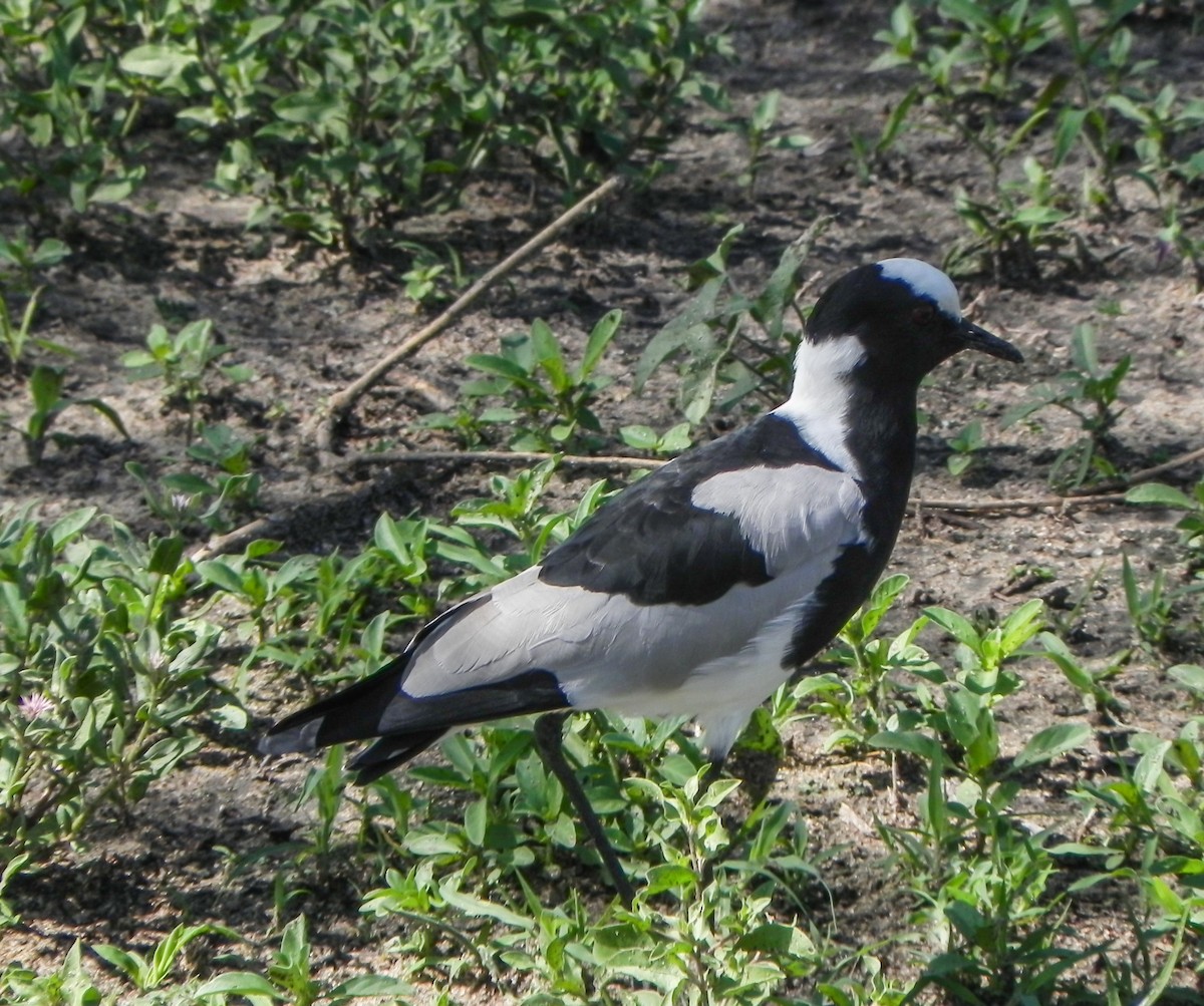 Vanneau armé - ML649075584