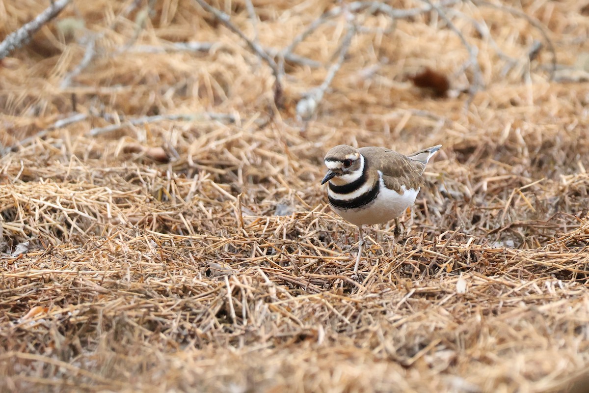 Killdeer - ML649075789
