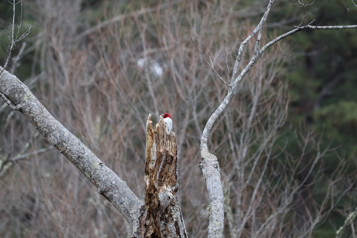 Red-headed Woodpecker - ML649075801