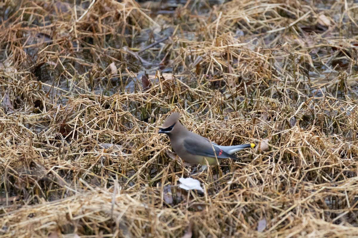 Cedar Waxwing - ML649075821