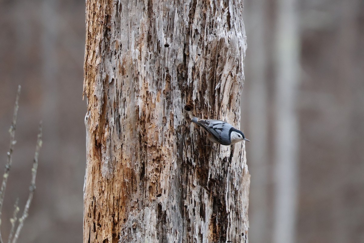 White-breasted Nuthatch - ML649075837