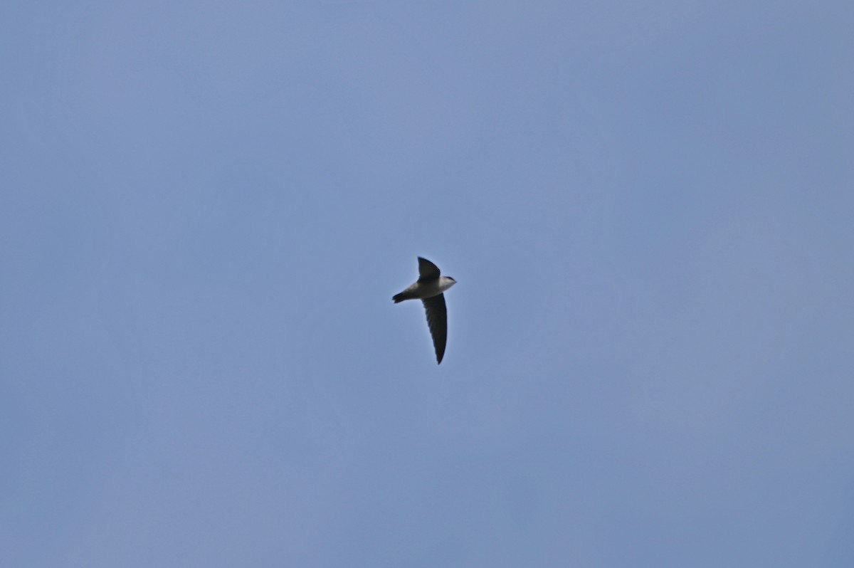 Vaux's Swift - ML649075913