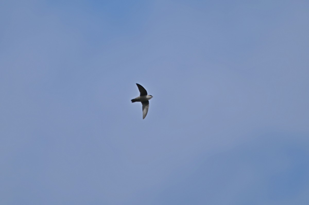 Vaux's Swift - ML649075914