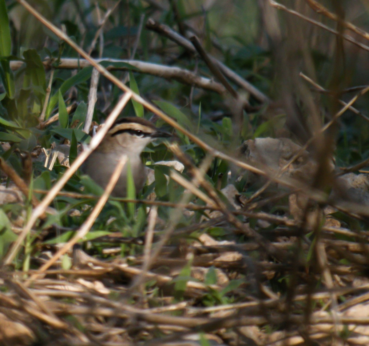 Tchagra à tête brune - ML649076012