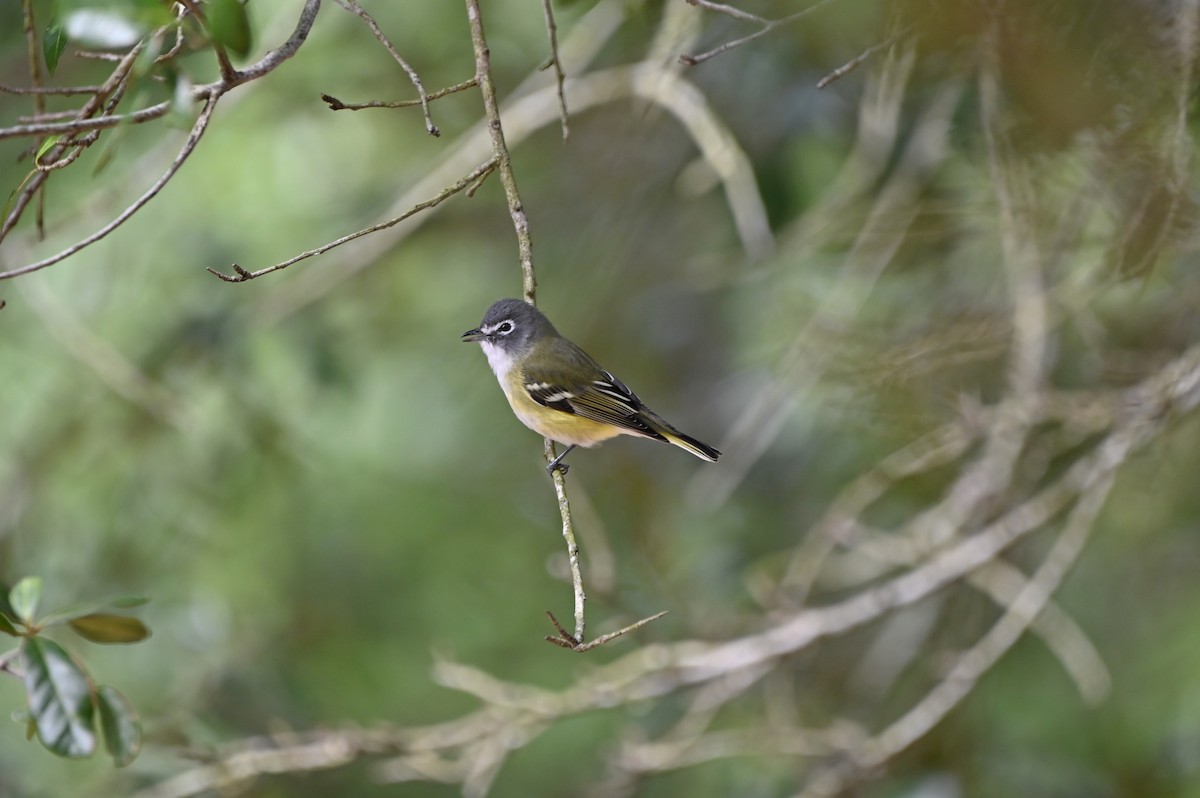 Bireo buru-urdina - ML649076065