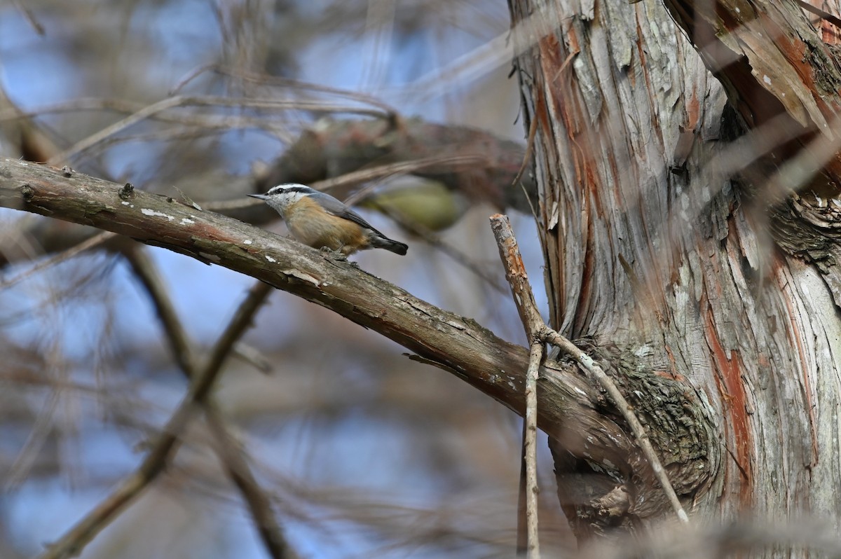 Garrapo kanadarra - ML649076076