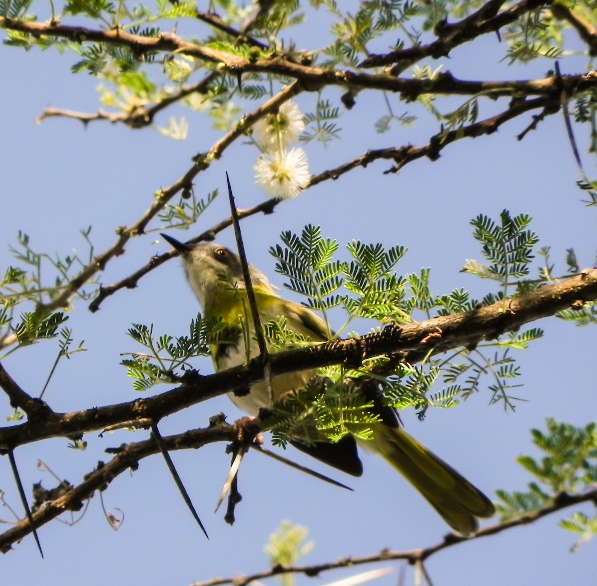 Apalis à gorge jaune - ML649076078