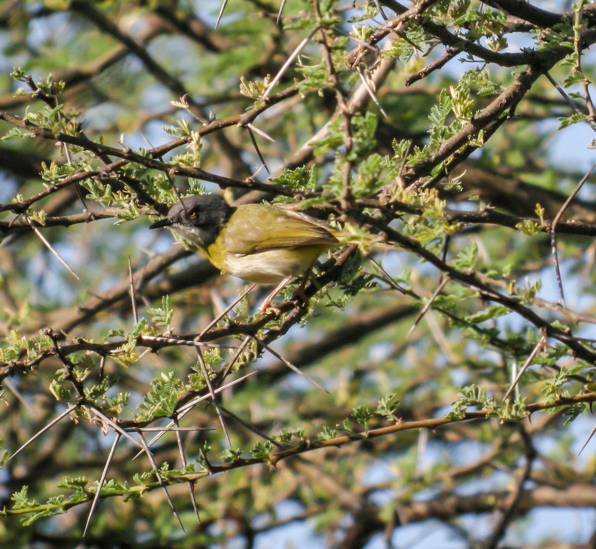 Apalis à gorge jaune - ML649076079