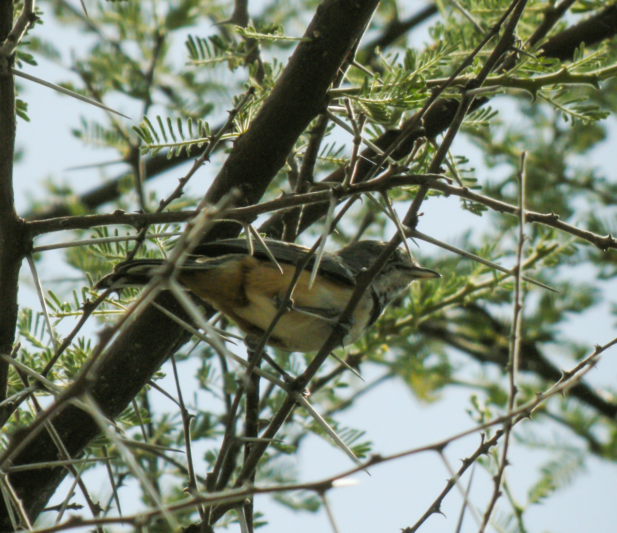 Fauvette sanglée - ML649076122