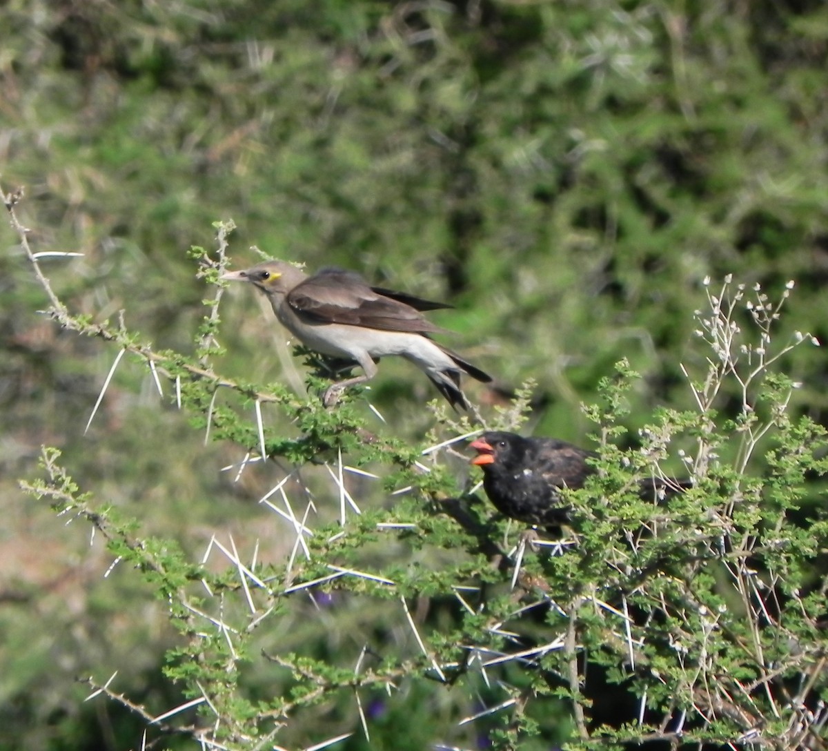 Étourneau caronculé - ML649076149