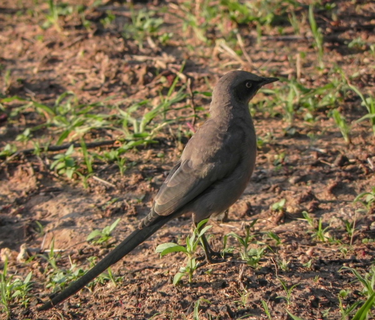 Choucador cendré - ML649076167