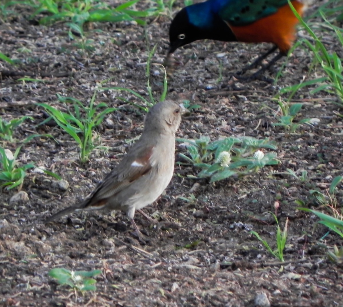 Moineau swahili - ML649076268