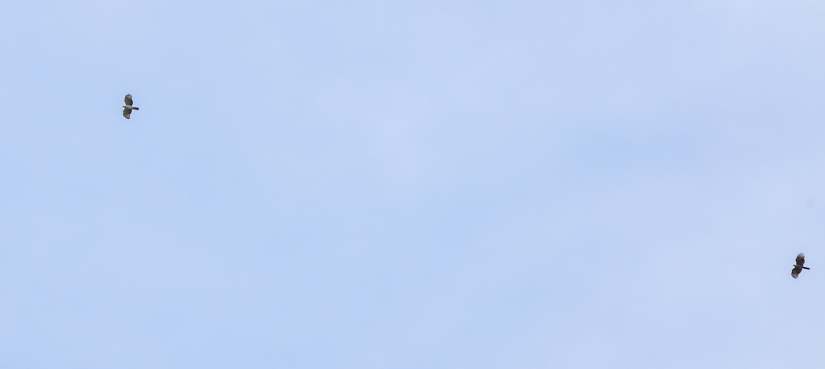 Hook-billed Kite - ML649076392