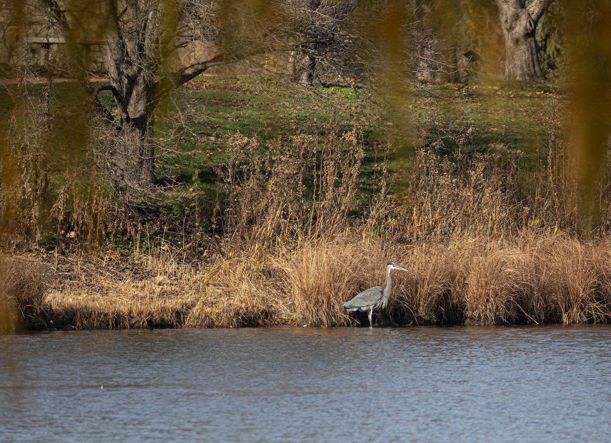 Great Blue Heron - ML649076404