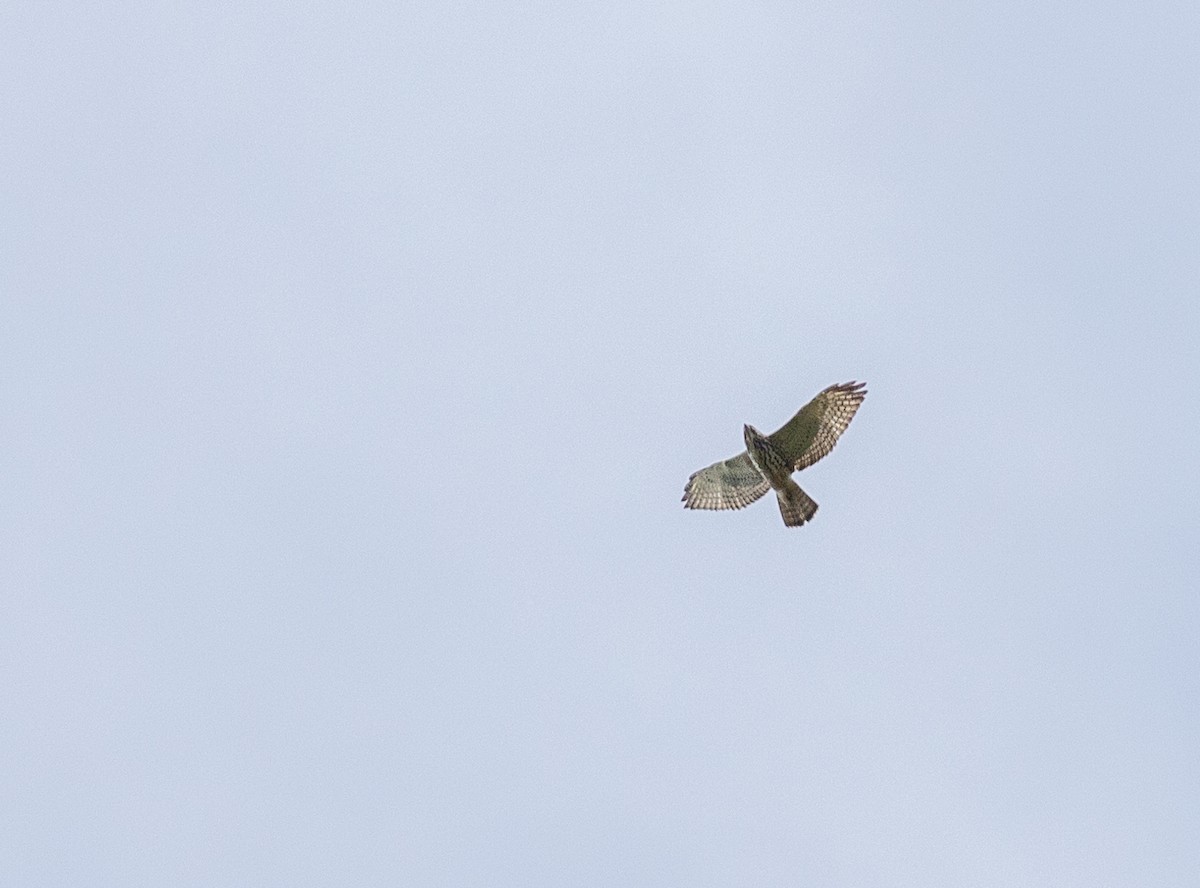 káně širokokřídlá - ML649076408