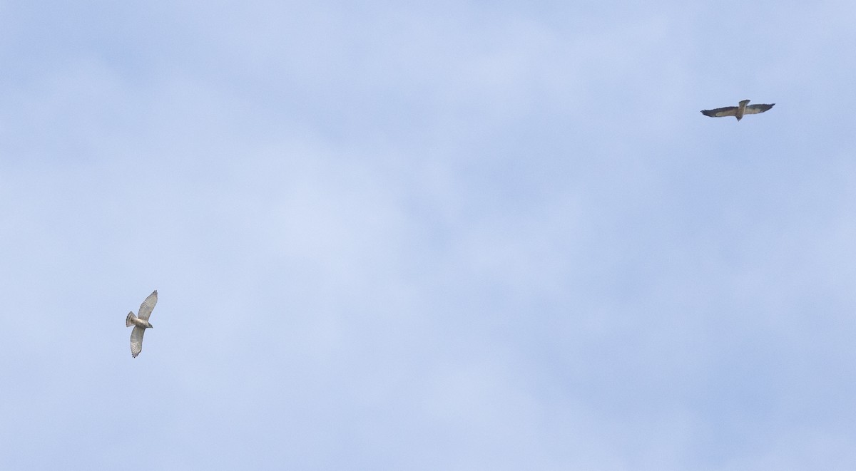 káně širokokřídlá - ML649076686