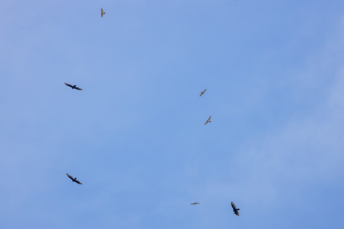 káně širokokřídlá - ML649076689